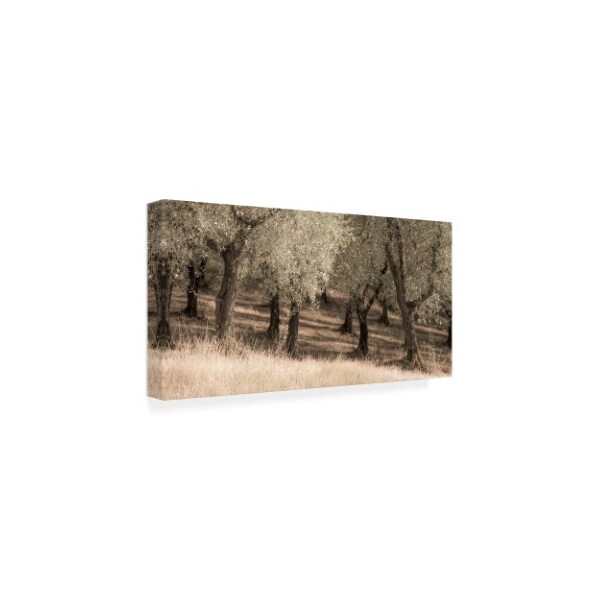 Dan Ballard 'Olive Trees Tall Grass' Canvas Art,16x32